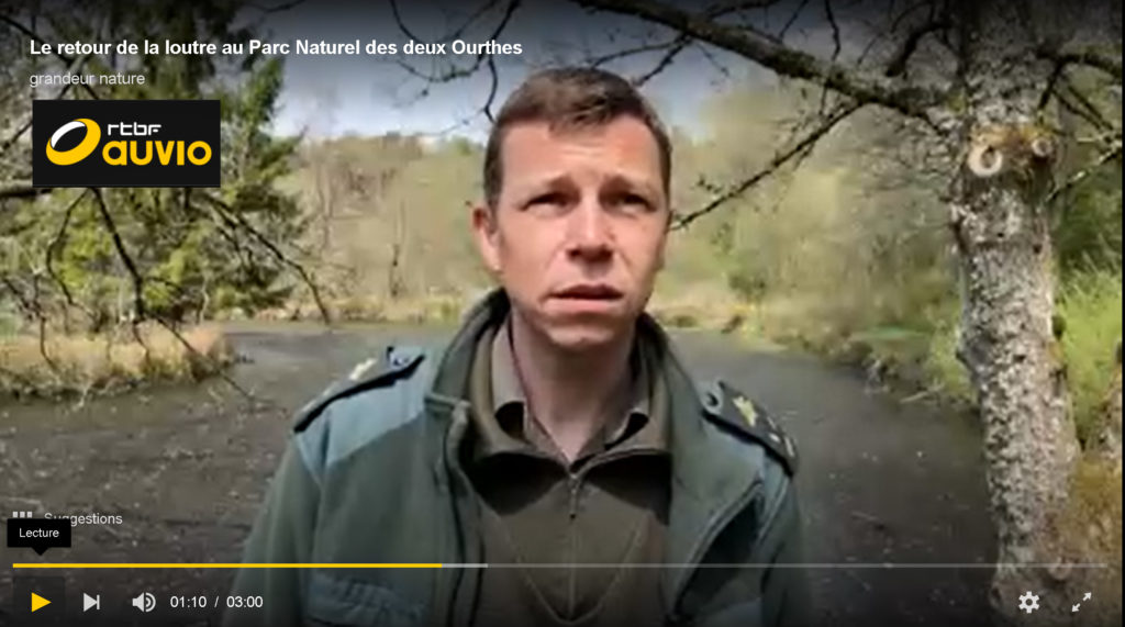 Le retour de la loutre au Parc Naturel des deux Ourthes